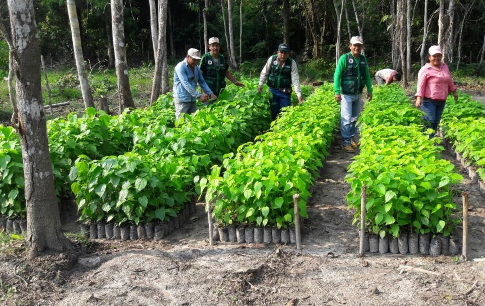 Reforestación